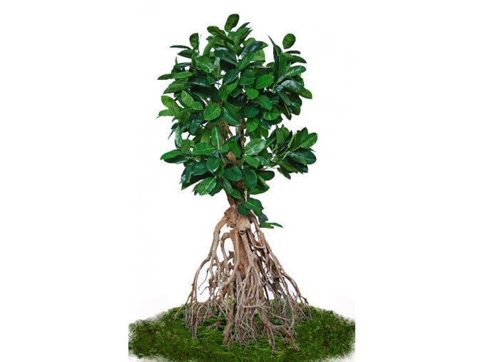 ficus elastica root giant 260 cm green 5426007