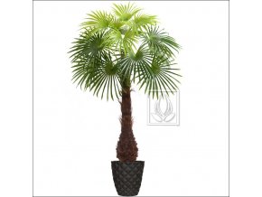 Umělá palma Vějířovitá (Varianta 220cm)
