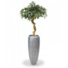 26910 2 umela bonsai shirakashi 100cm
