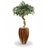 26910 umela bonsai shirakashi 100cm