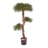 150411uv podocarpus bonsai 1