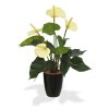 405104pp10cr anthurium 40 creme orchid high 10 black
