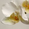 510006 phalaenopsis 80 wit close up 2 800x800
