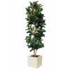 Ficus Elastica Column 250 cm Variegated V5426015