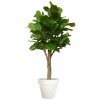 Ficus Lyrata Wild Florence Ø 110 h 280 cm Green V1100015