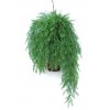 Hanging Asparagus 80 cm Green 5576000