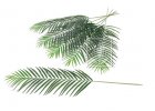 palmové listy