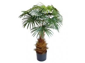 Umělá palma Vějířovitá mini (100cm)