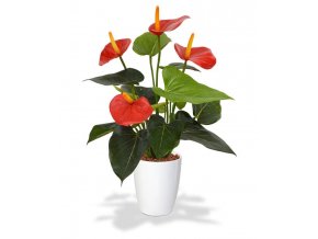 405104rdpp10 anthurium 40 rood orchid high 10 white
