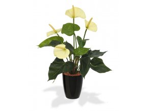 405104pp10cr anthurium 40 creme orchid high 10 black
