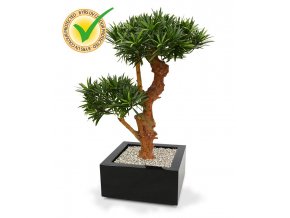 150407uv podocarpus bonsai x2 65 uv montana 33 shiny black