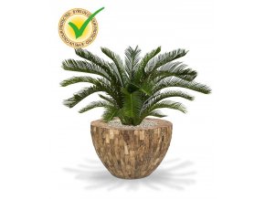 180108uv cycas palm deluxe 80 cemani wood bowl
