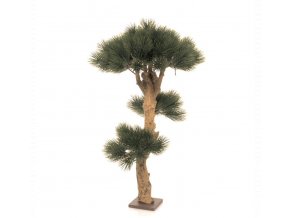 bonsai pinie 85cm