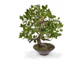 103005 ficus wiandi bonsai 45 in schaal
