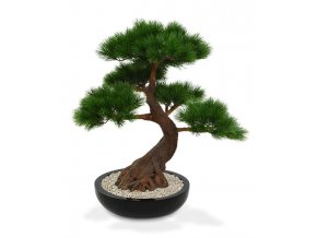 151807 pinus bonsai deluxe 80 op voet perth 43 shiny black
