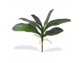 404603 Phalaenopsis blad x6 boeket 25 3400