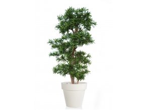 Podocarpus Multistep 150 cm Green 1060004