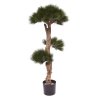 151811 pinus bonsai 1