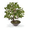 103005 ficus wiandi bonsai 45 in schaal