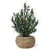 AnyConv.com 209005UV Kunst Buxus haagplant 50cm pot Lida 1