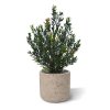 AnyConv.com Kunst Buxus 50cm in Charlie M 1