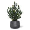 AnyConv.com Kunstplant Buxus haagplant 50cm Baq 6ANGCO16A 1