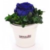Tmavě modrá stabilizovaná růže