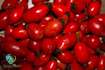 Věděli jste, že plody šípku jsou červeným přírodním superhrdinou, který pomáhá posilovat imunitní systém a bojuje proti zánětům?