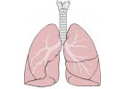 Căi respiratorii, bronhii și plămânii