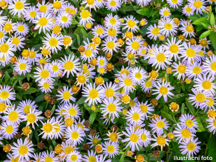 aster ageratoides