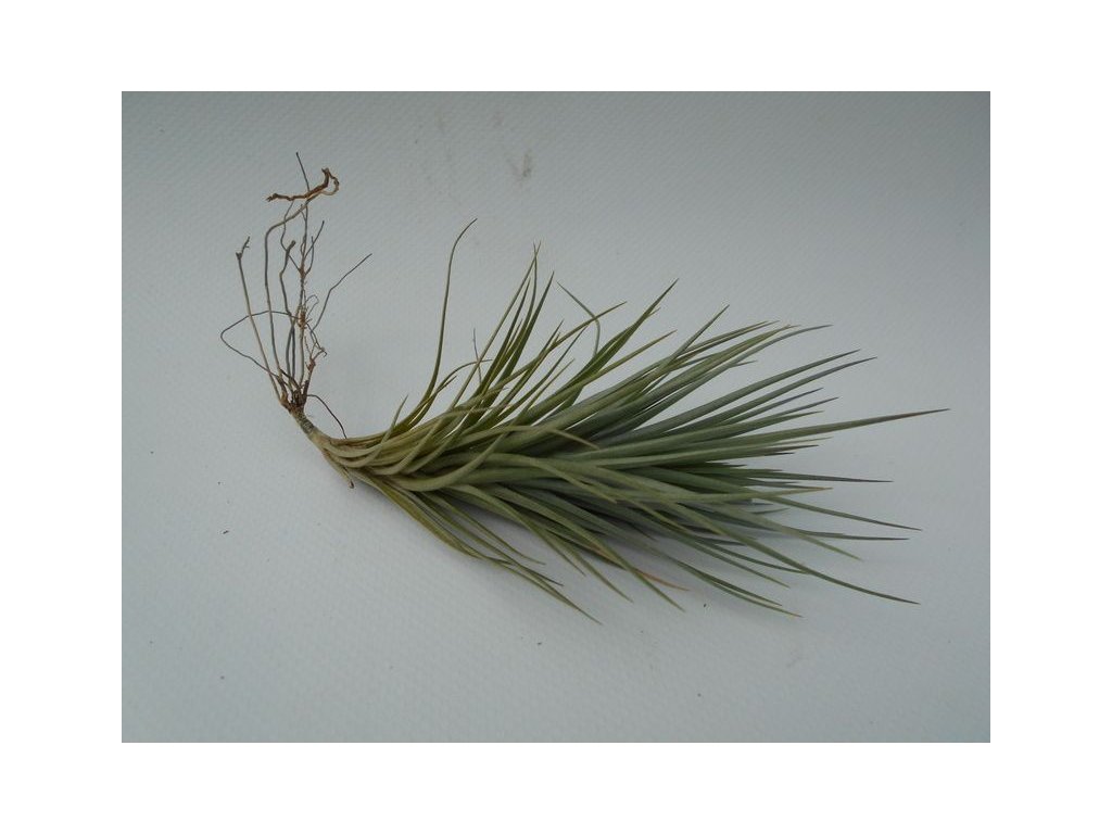 Tillandsia hybrid Holm´s Starlet  /tenuifolia v. vaginata x caulescens/