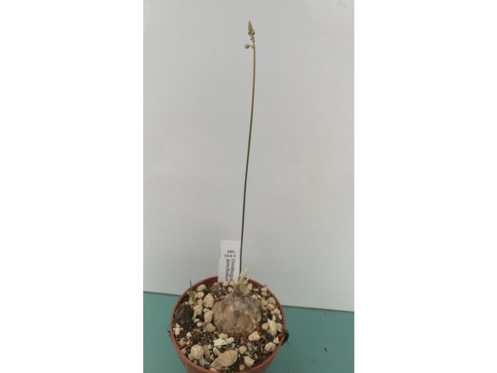 Ornithogalum juncifolium střední