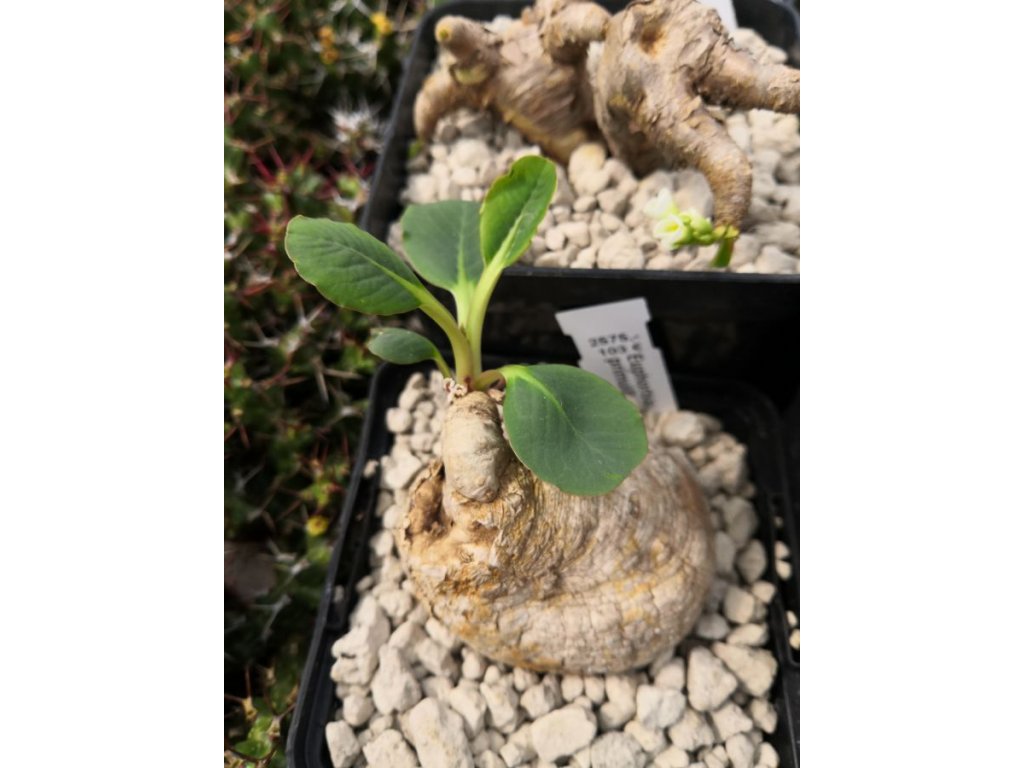 Euphorbia primulifolia XL