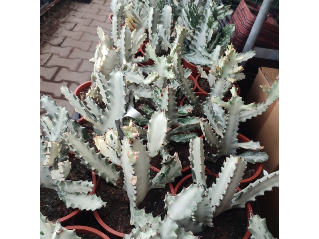 Euphorbia lactea GHOST