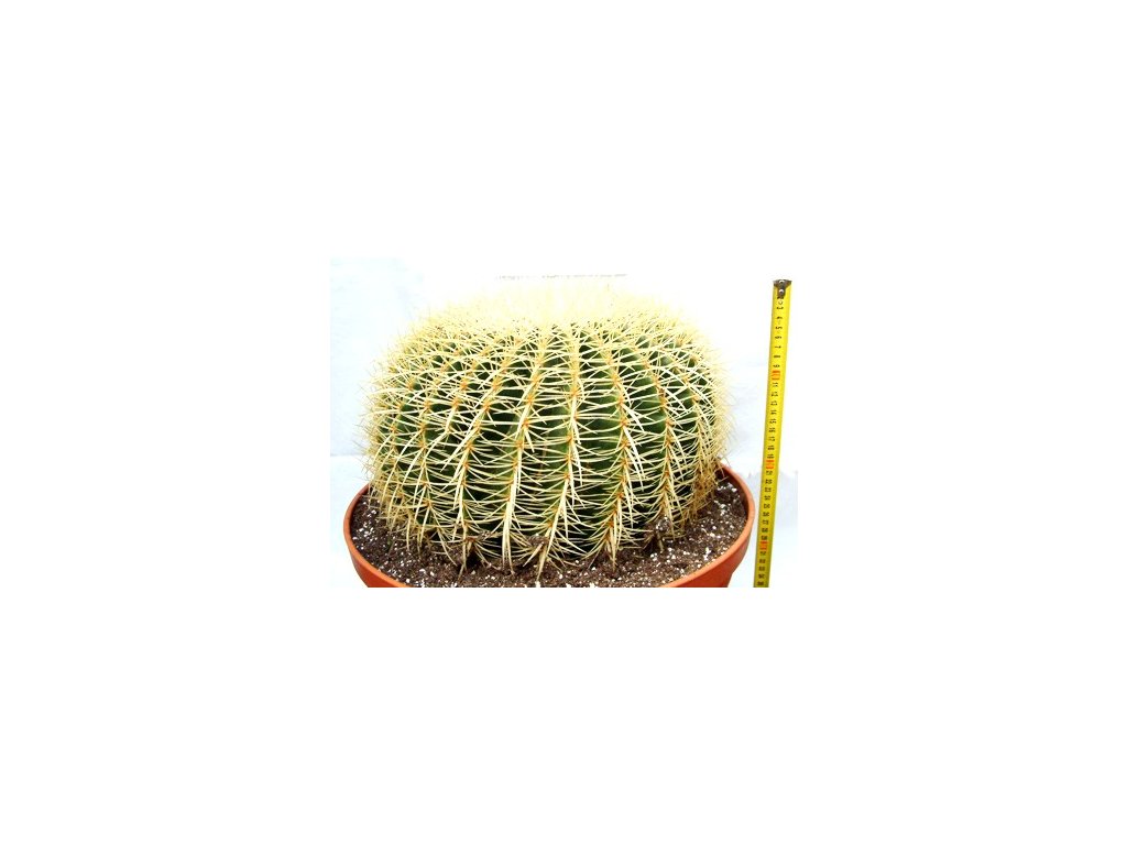 Echinocactus gruzonii XXL