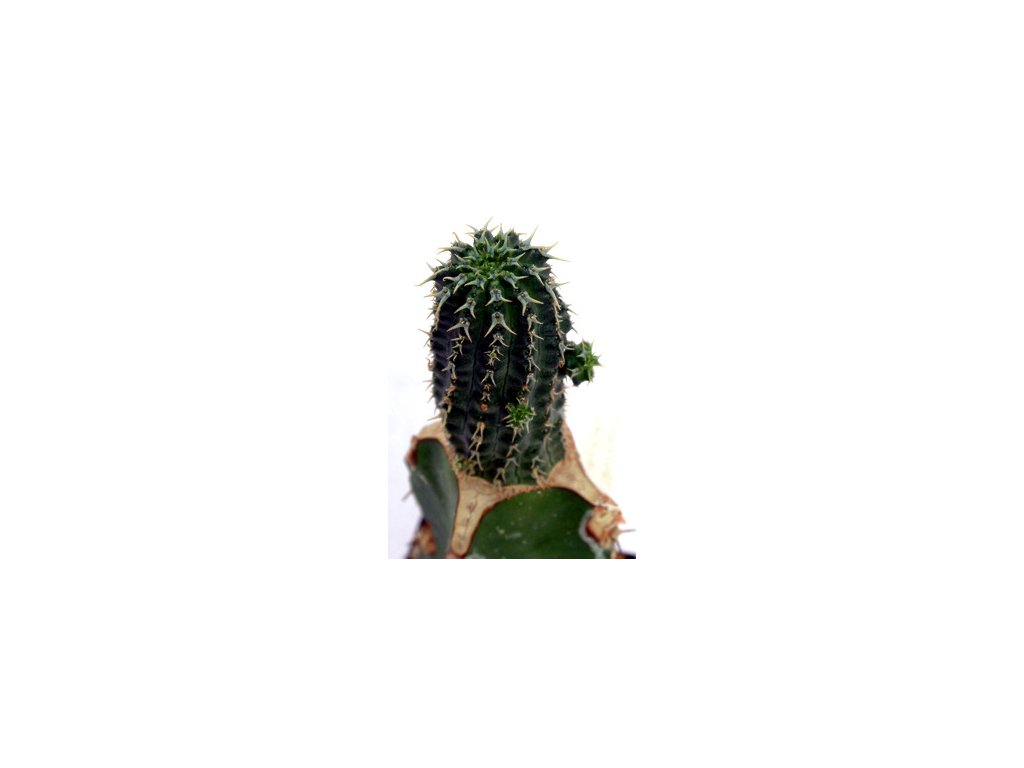 Euphorbia philipsoides