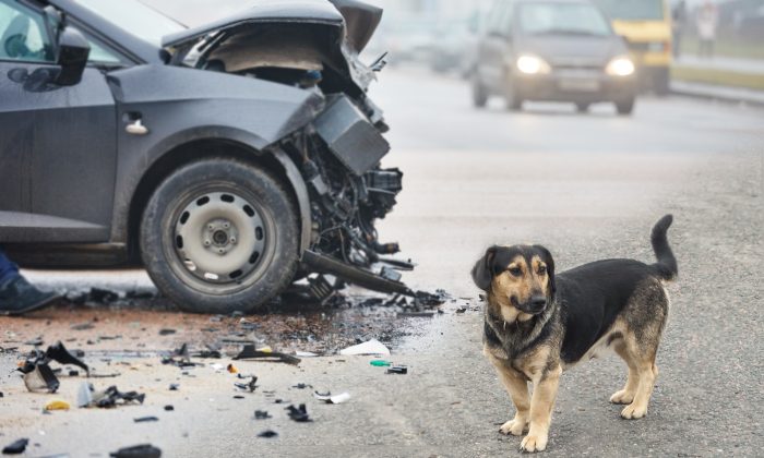 Co se stane s Vašim psem při autonehodě? Pusťte si názorné video.