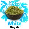 White Dayak 1024x1024 a