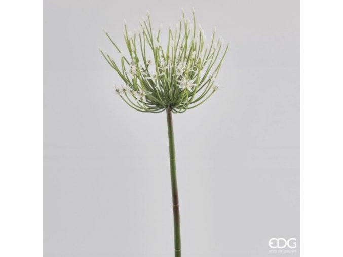 Česnek - Allium Chic EDG H62