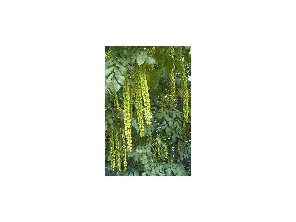PAOŘECH JASANOLISTÝ - Pterocarya Fraxinifolia /10 semen/