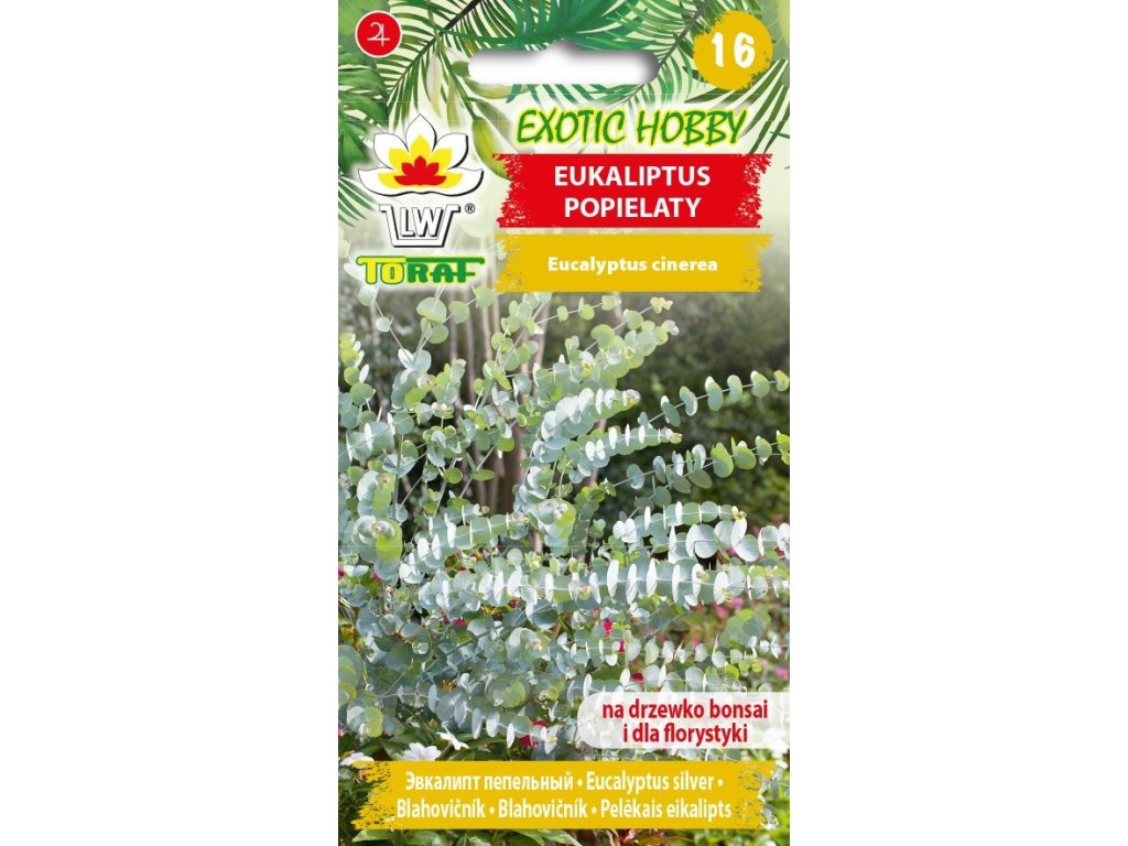 eukaliptus popielaty f