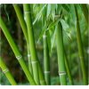 Bambus-Phyllostachys Pubescens /10 SEMEN/
