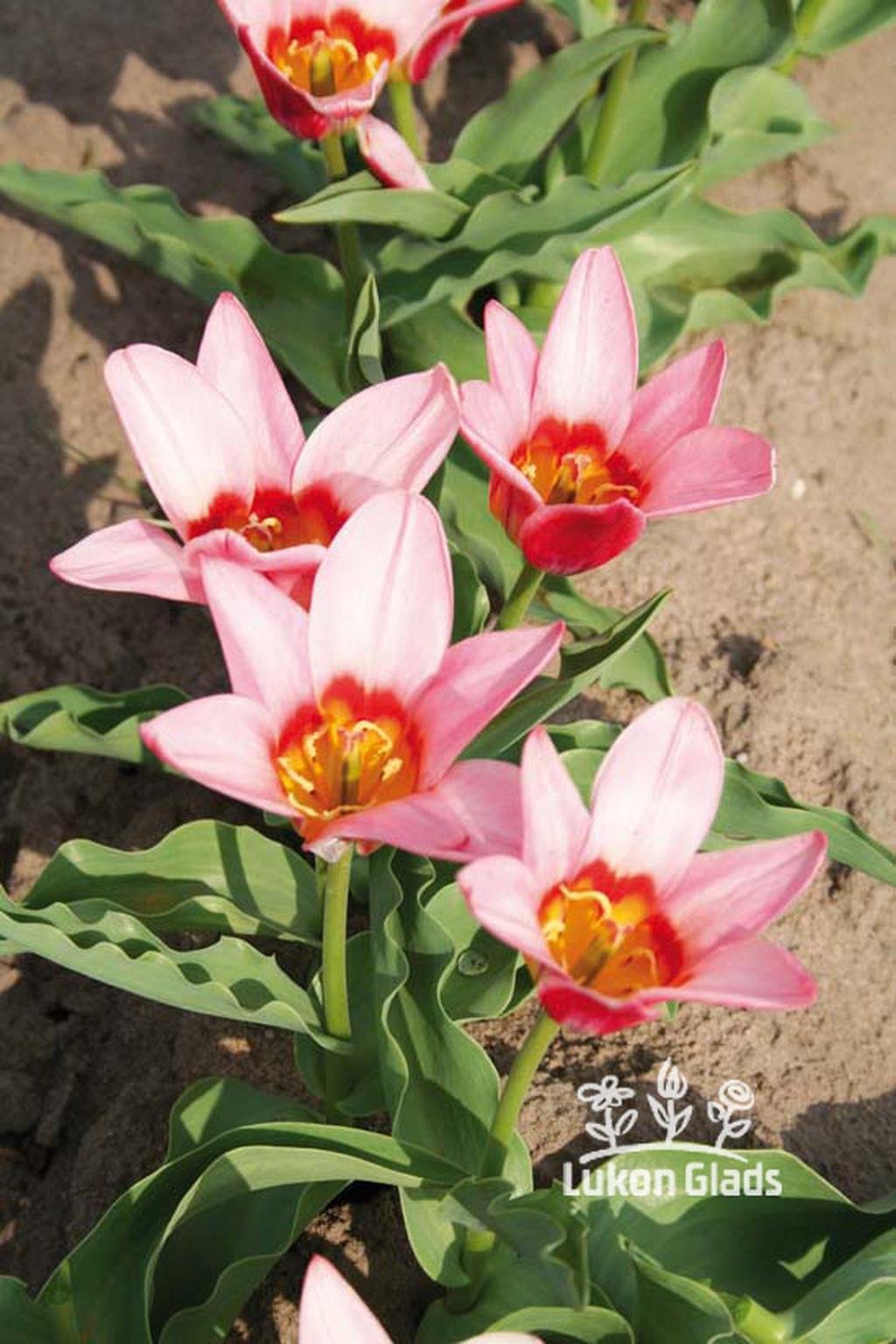 Tulipán ANCILLA