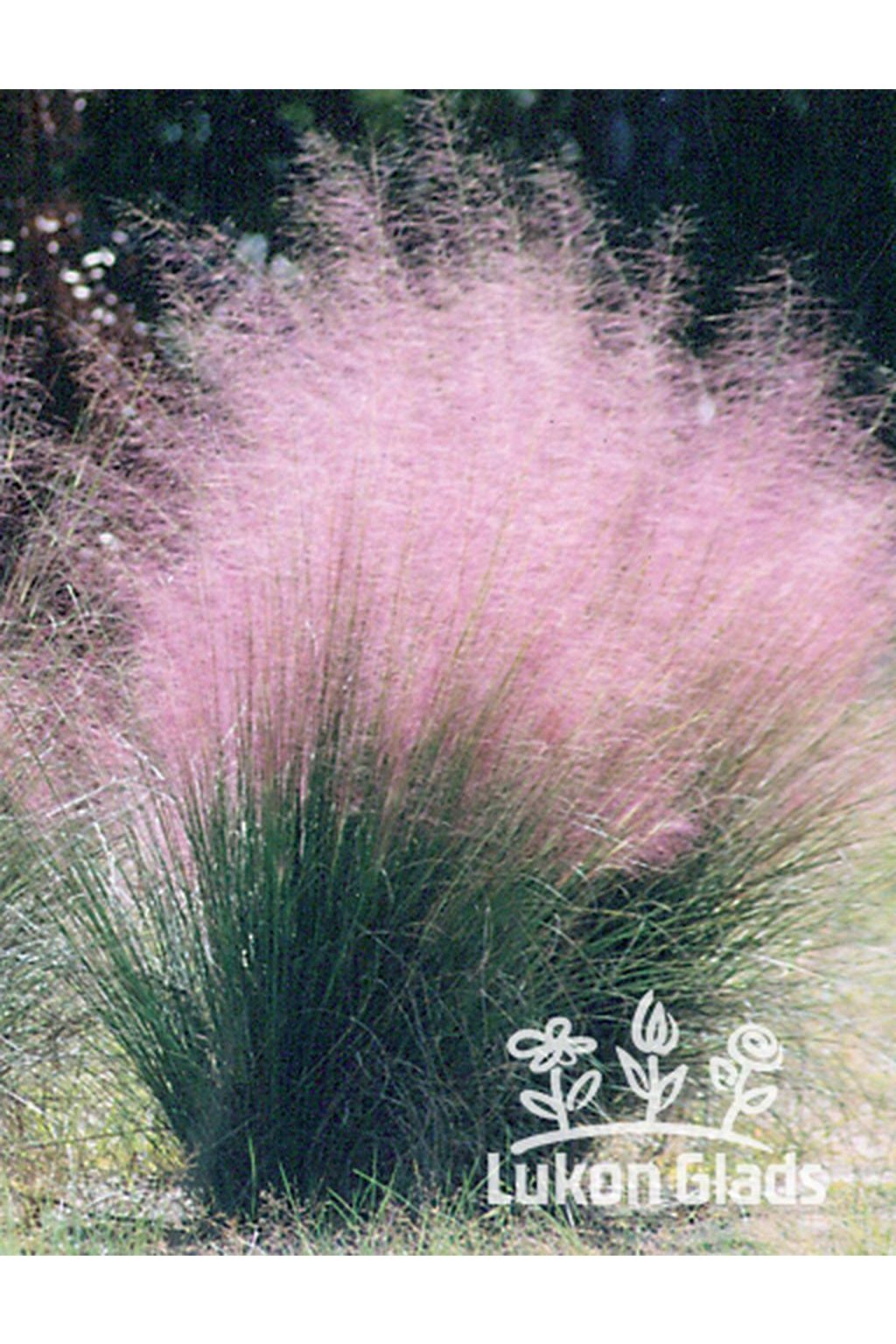 Muhlenbergia capillaris - vlásenka muhly