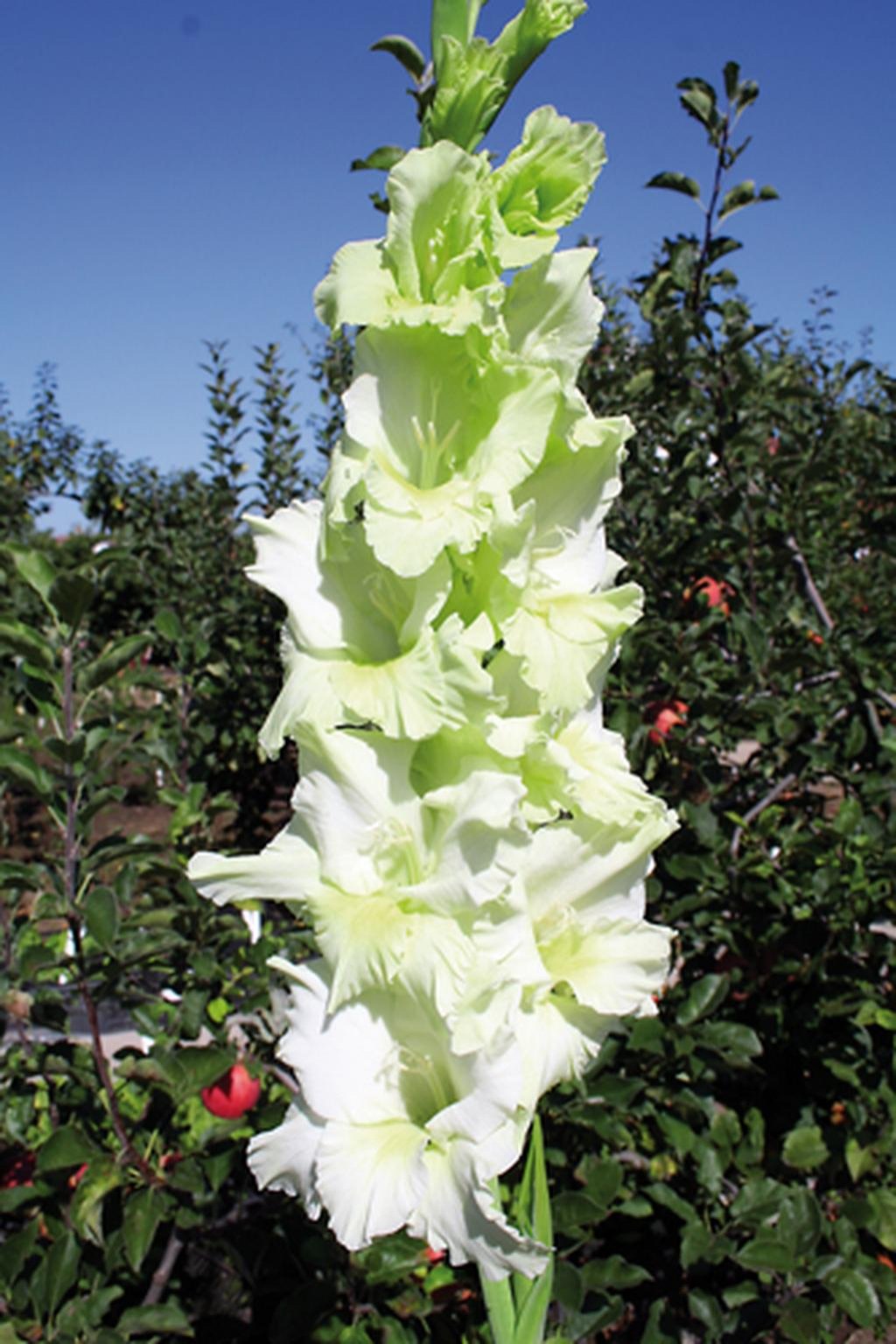Mečík SILVER GREEN - gladiolus
