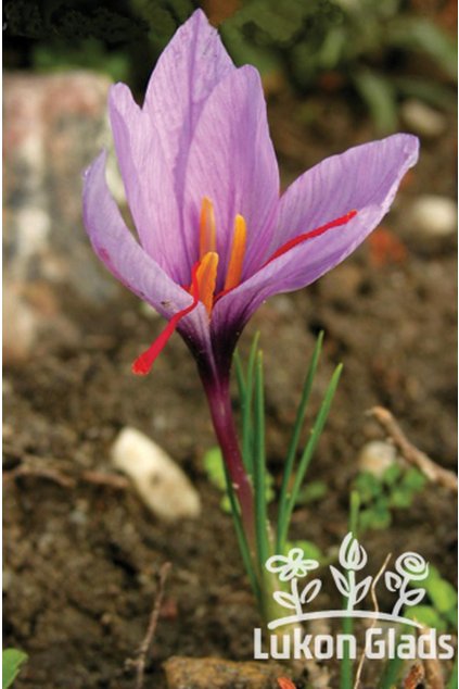 Crocus sativus - podzimní šafrán
