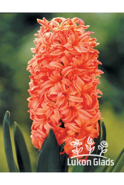 Hyacint GIPSY QUEEN - hyacinthus