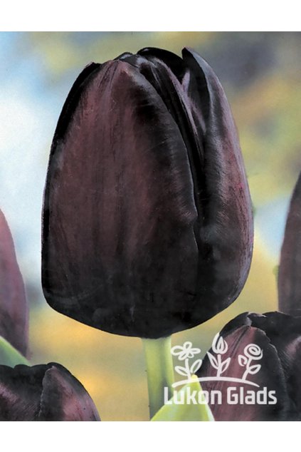 Tulipán QUEEN OF NIGHT - tulipa