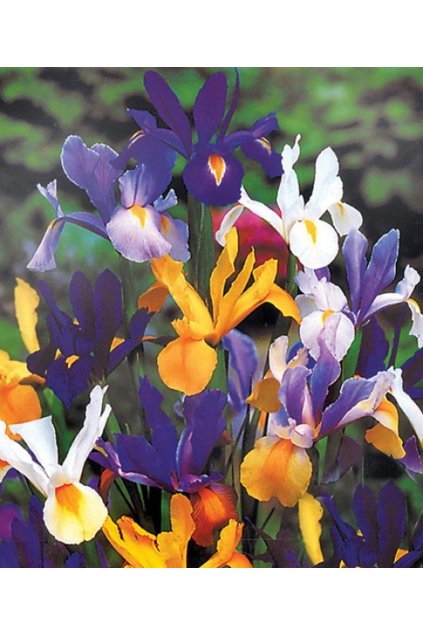iris hollandica mix