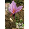 Crocus sativus - podzimní šafrán